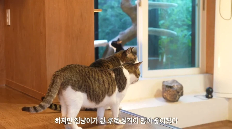 왕년에 한 구역을 주름 잡았던 보스 냥이들의 굴욕_4.webp