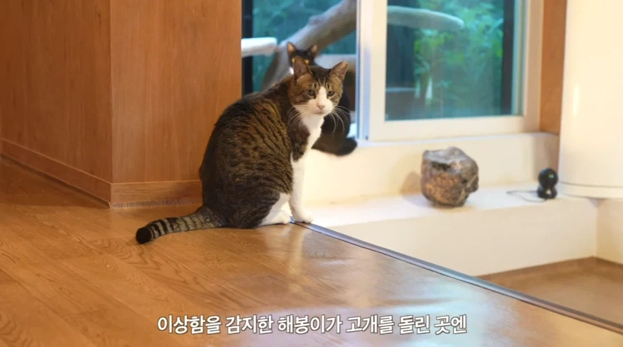 왕년에 한 구역을 주름 잡았던 보스 냥이들의 굴욕_5.webp