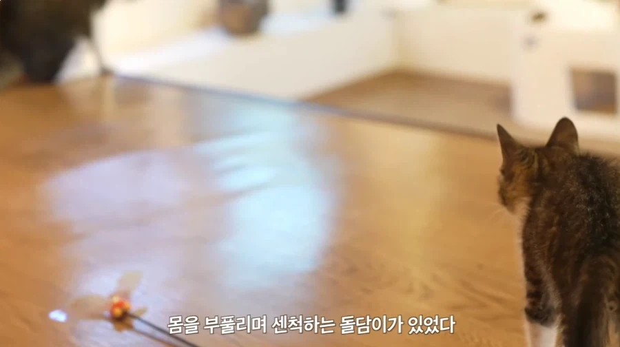 왕년에 한 구역을 주름 잡았던 보스 냥이들의 굴욕_6.webp