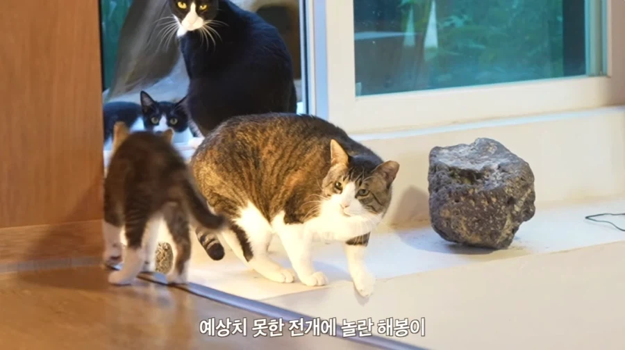 왕년에 한 구역을 주름 잡았던 보스 냥이들의 굴욕_9.webp
