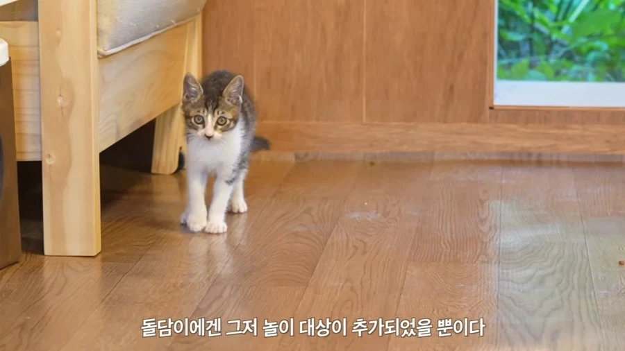 왕년에 한 구역을 주름 잡았던 보스 냥이들의 굴욕_10.webp