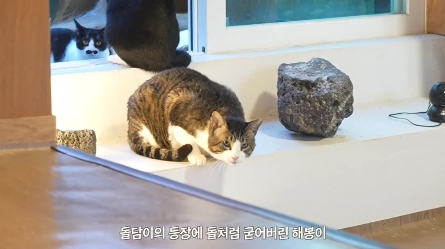 왕년에 한 구역을 주름 잡았던 보스 냥이들의 굴욕_11.webp