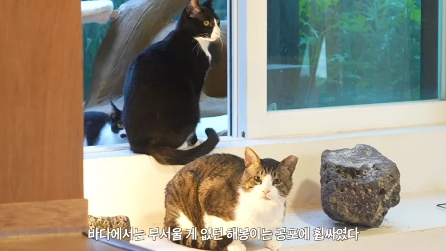왕년에 한 구역을 주름 잡았던 보스 냥이들의 굴욕_12.webp