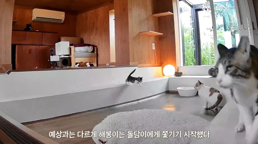 왕년에 한 구역을 주름 잡았던 보스 냥이들의 굴욕_13.webp