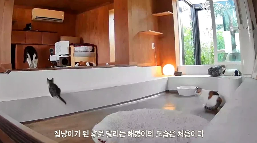 왕년에 한 구역을 주름 잡았던 보스 냥이들의 굴욕_14.webp