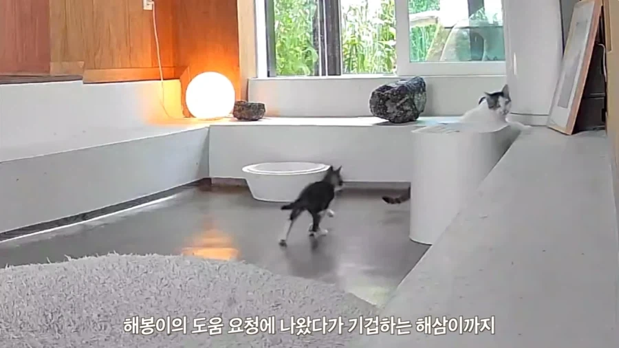 왕년에 한 구역을 주름 잡았던 보스 냥이들의 굴욕_16.webp