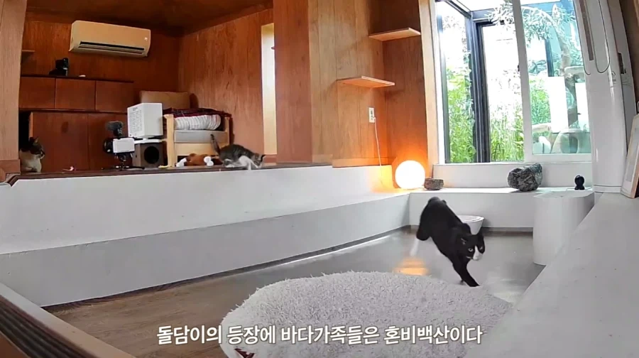 왕년에 한 구역을 주름 잡았던 보스 냥이들의 굴욕_17.webp