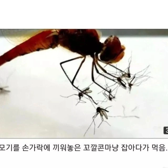 잠자리를 멸종 시키면 안되는 이유_1.webp