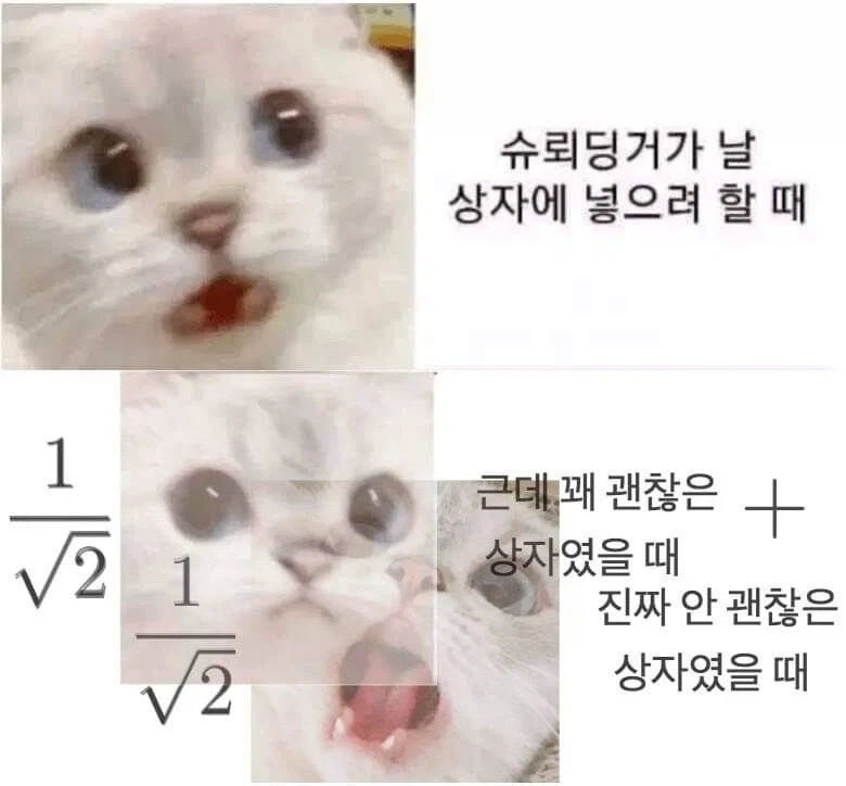 고양이:슈뢰딩거가 날 상자에 넣으려고 해!!_1.webp
