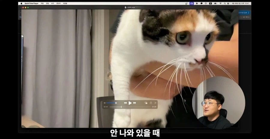 유튜브에서 고양이 얼굴이 썸네일이면 조회수가 더 나올까 실험한 영상_11.webp
