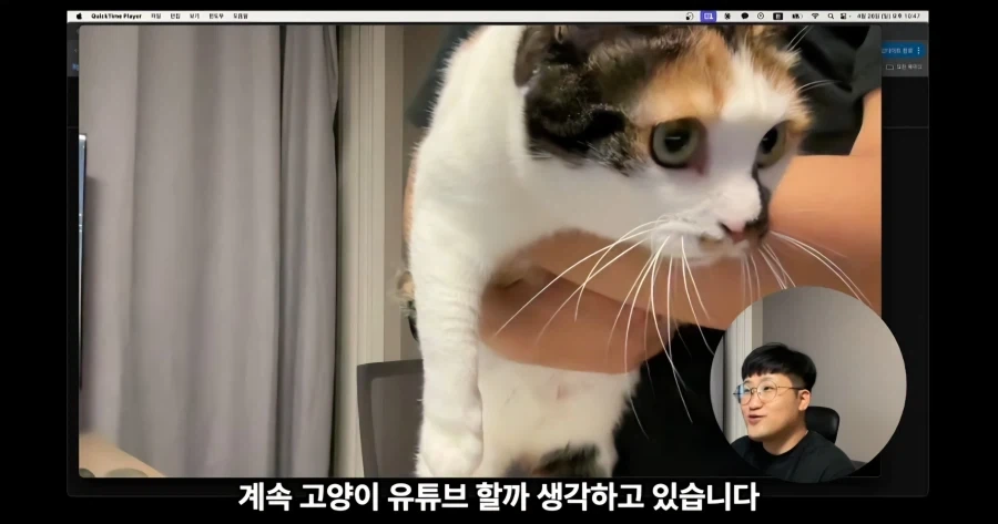 유튜브에서 고양이 얼굴이 썸네일이면 조회수가 더 나올까 실험한 영상_15.webp