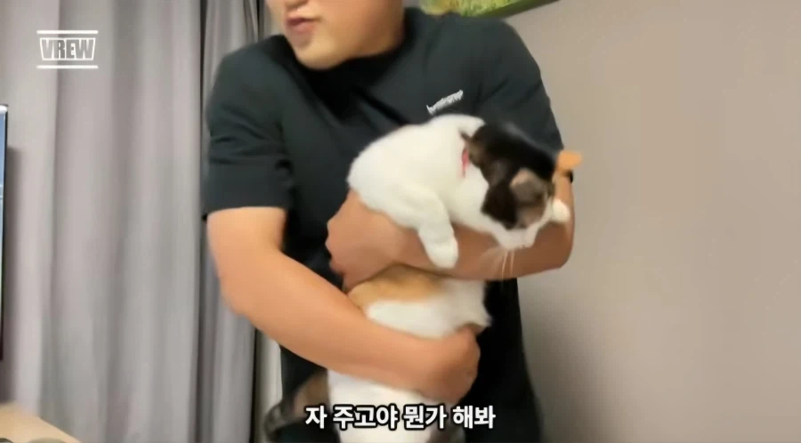 유튜브에서 고양이 얼굴이 썸네일이면 조회수가 더 나올까 실험한 영상_17.webp