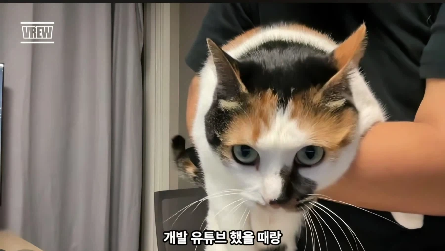 유튜브에서 고양이 얼굴이 썸네일이면 조회수가 더 나올까 실험한 영상_19.webp