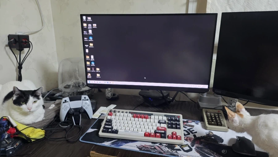 고양이둘과 같이 산다는것_1.webp