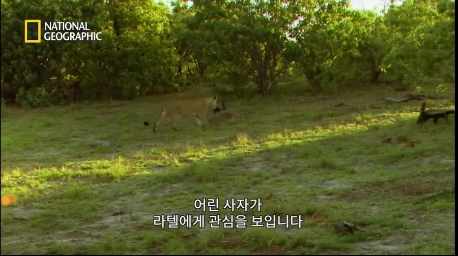 아성체 암사자 4마리 VS 아프리카 벌꿀오소리(라텔) 1마리의 대결_1.webp