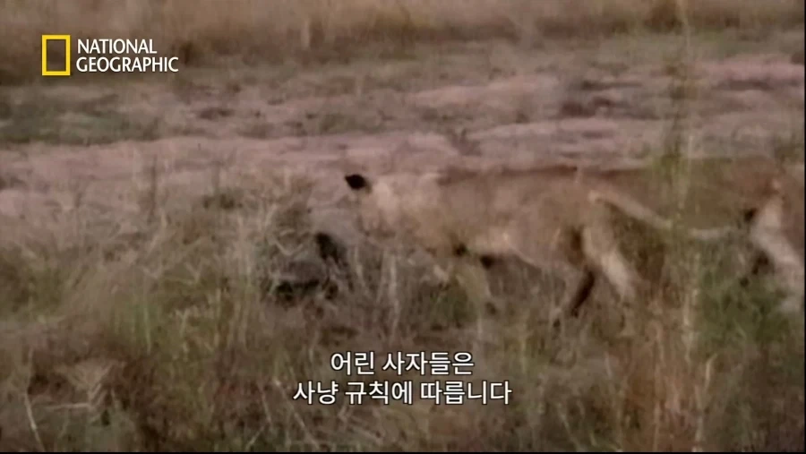 아성체 암사자 4마리 VS 아프리카 벌꿀오소리(라텔) 1마리의 대결_3.webp
