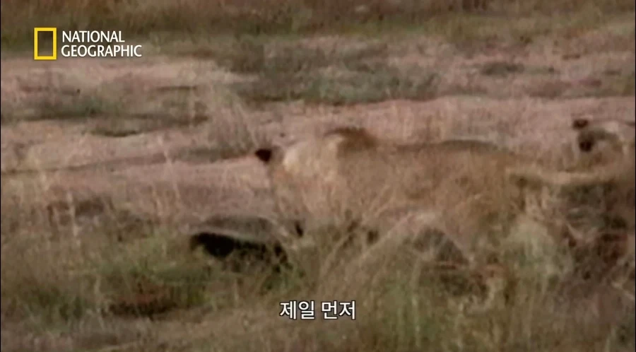 아성체 암사자 4마리 VS 아프리카 벌꿀오소리(라텔) 1마리의 대결_4.webp