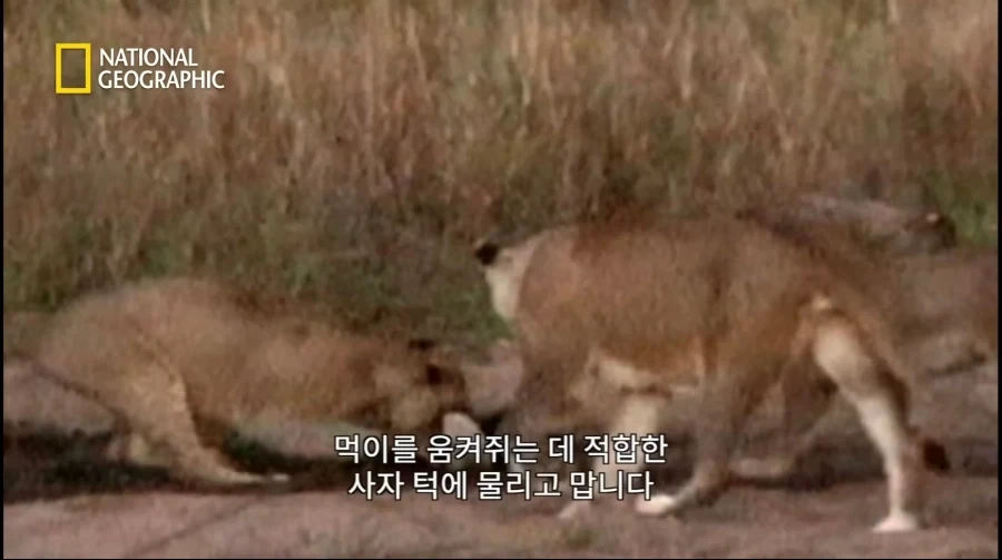 아성체 암사자 4마리 VS 아프리카 벌꿀오소리(라텔) 1마리의 대결_12.webp