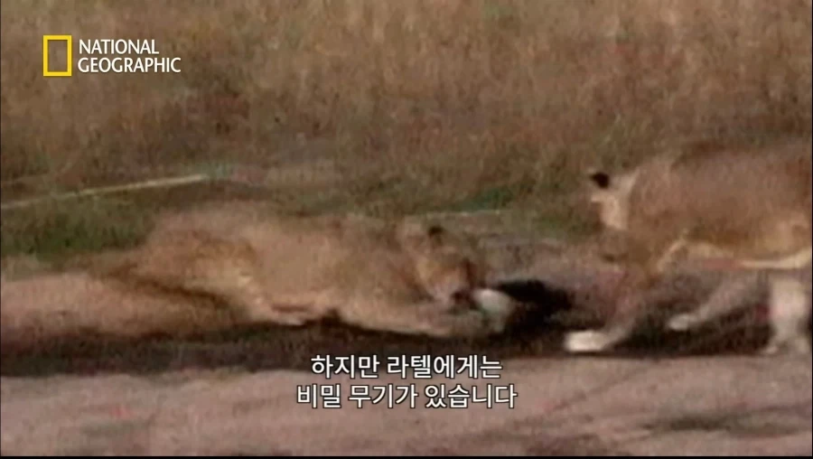 아성체 암사자 4마리 VS 아프리카 벌꿀오소리(라텔) 1마리의 대결_13.webp