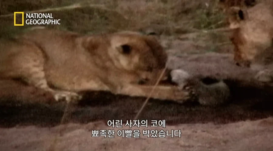 아성체 암사자 4마리 VS 아프리카 벌꿀오소리(라텔) 1마리의 대결_20.webp