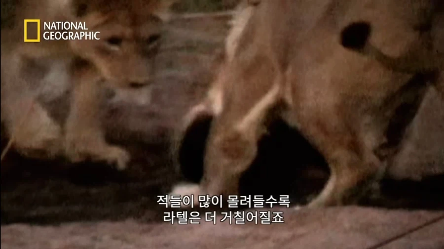 아성체 암사자 4마리 VS 아프리카 벌꿀오소리(라텔) 1마리의 대결_21.webp