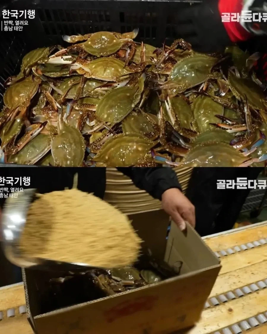 생산자 : 게 배송할때는 톱밥을 넣어줘야해요 소비자 : 아 좀더 싱싱하겠구나_1.webp