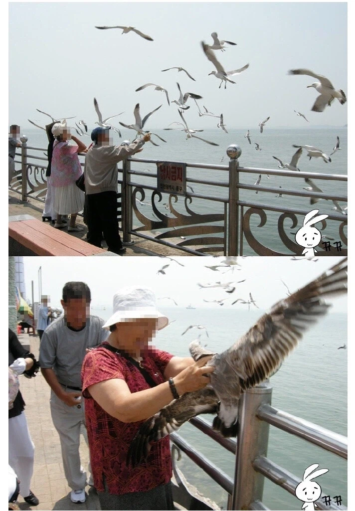 해변에서 음식 훔치는 날강도.jpg_2.webp