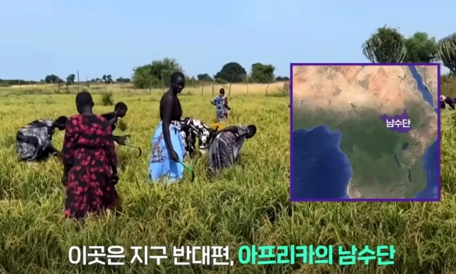 한국 쌀 재배 1티어 국가_1.webp