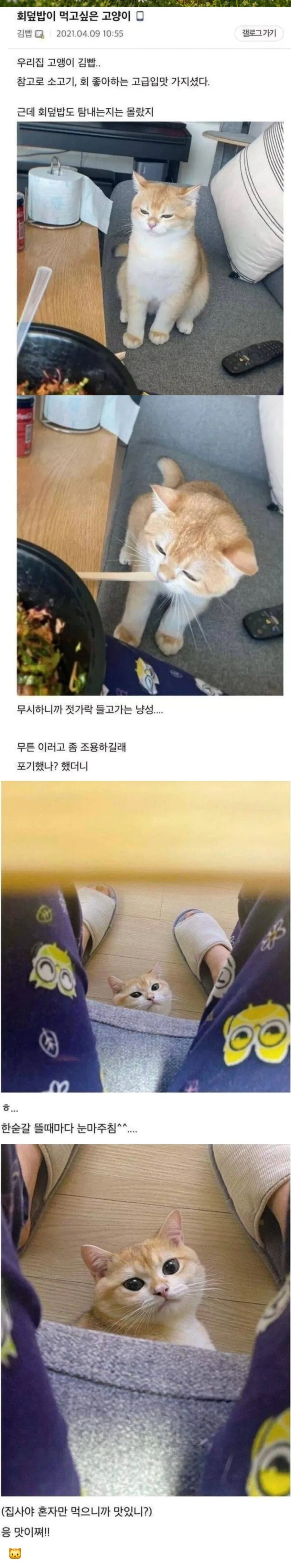 회덮밥이 먹고싶은 고양이_1.webp