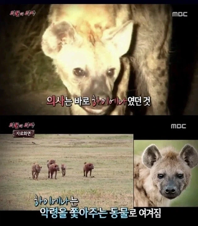 소말리아에서는 정신병에 걸린 사람에게 의사가 이놈 한다고 한다_1.webp