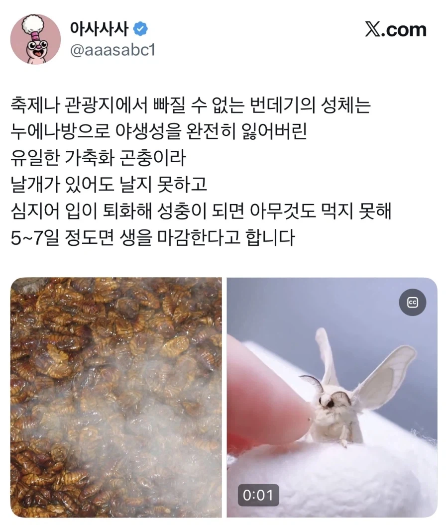 성체가 되면 입이 퇴화하는 동물.jpg_1.webp