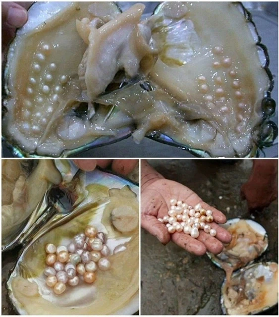 양식 진주를 채취하는 모습_1.webp