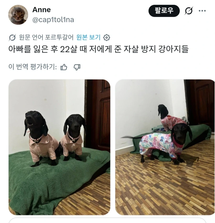 강아지 고양이들을 부르는 신박한 별명_2.webp