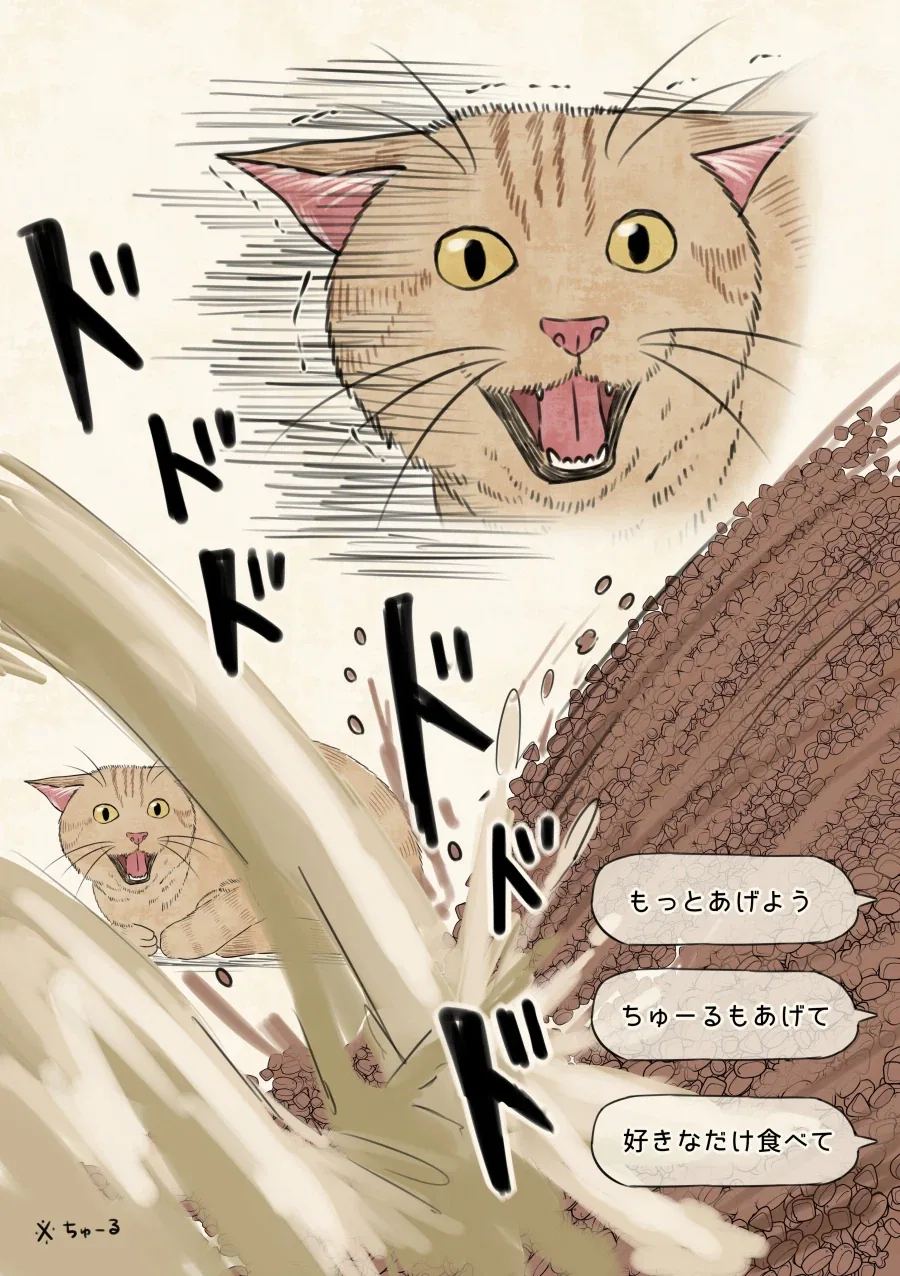 좋아요수에 사료 받는 고양이.jpg_3.webp