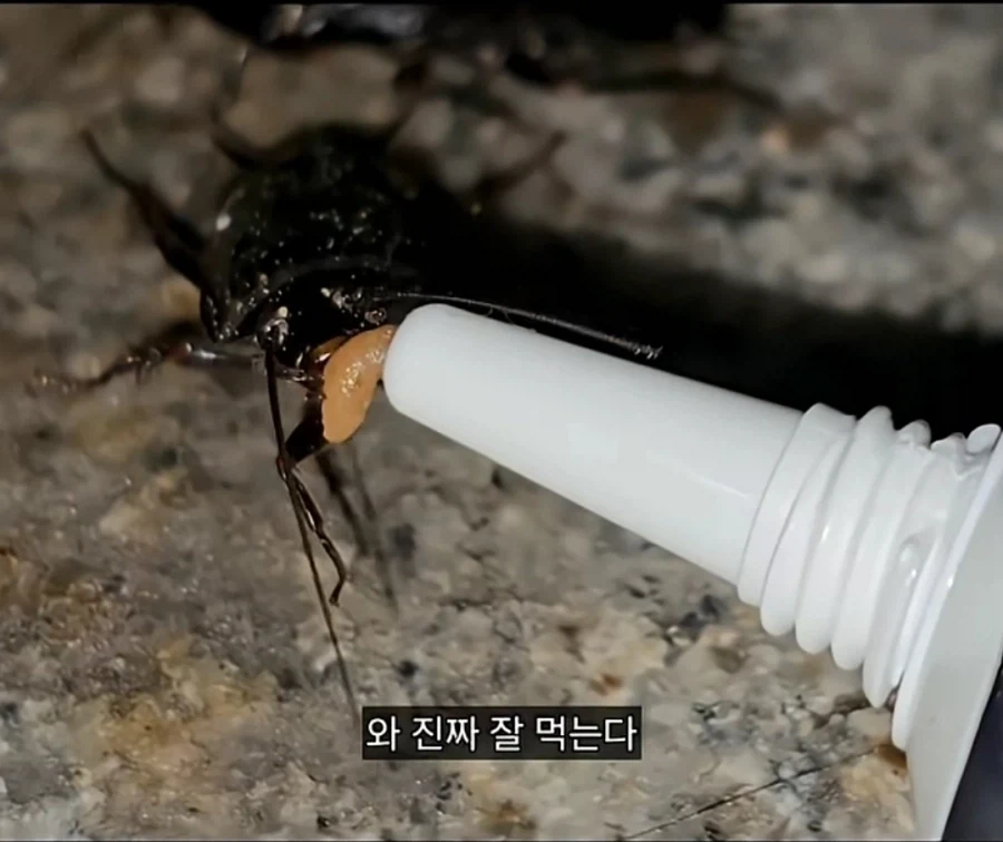 혐) 바퀴한테 밥주는 바퀴맘_2.webp