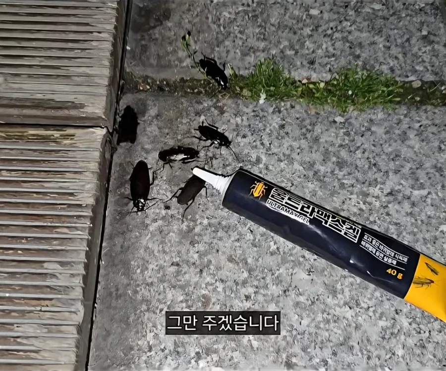 혐) 바퀴한테 밥주는 바퀴맘_3.webp