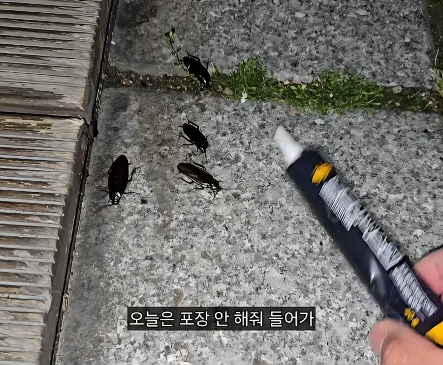 혐) 바퀴한테 밥주는 바퀴맘_4.webp