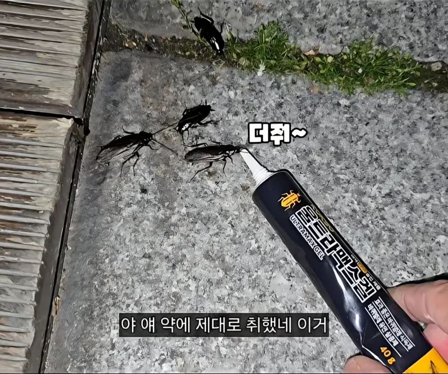혐) 바퀴한테 밥주는 바퀴맘_5.webp