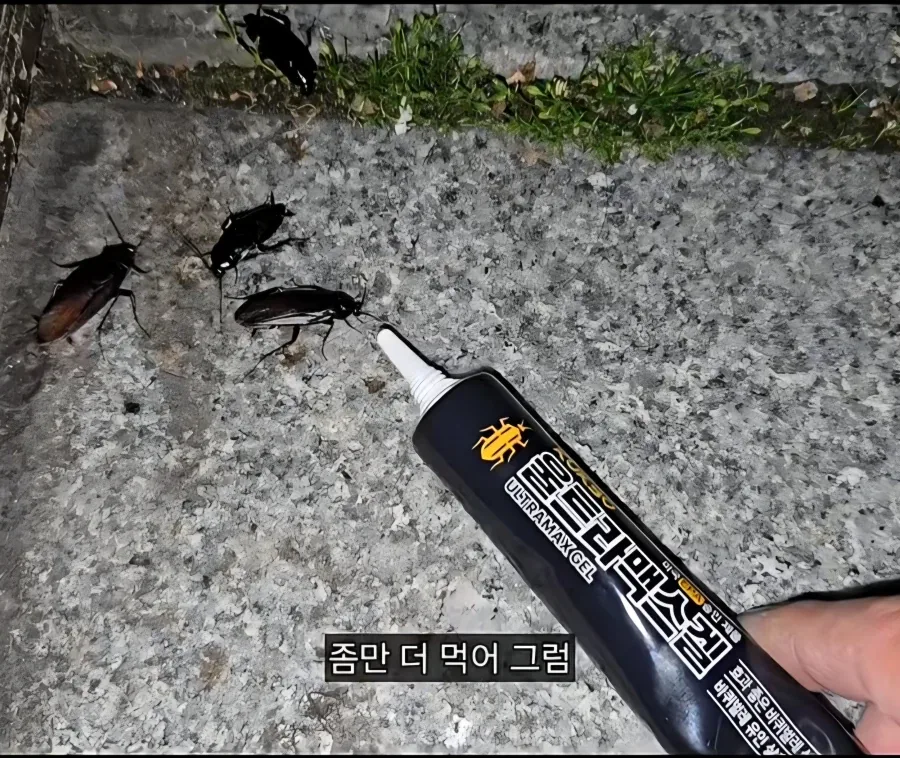 혐) 바퀴한테 밥주는 바퀴맘_6.webp
