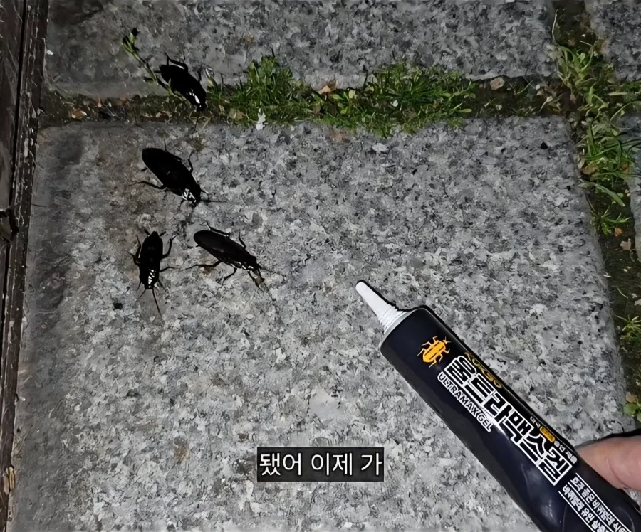 혐) 바퀴한테 밥주는 바퀴맘_8.webp