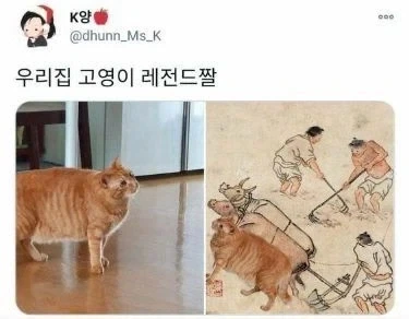 고양이 레전드 짤_1.webp