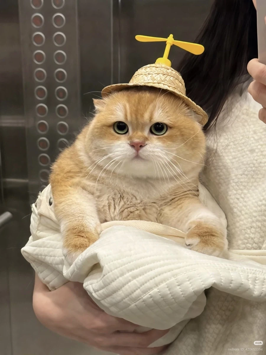 4차원 주머니가 없는 도라에몽_1.webp