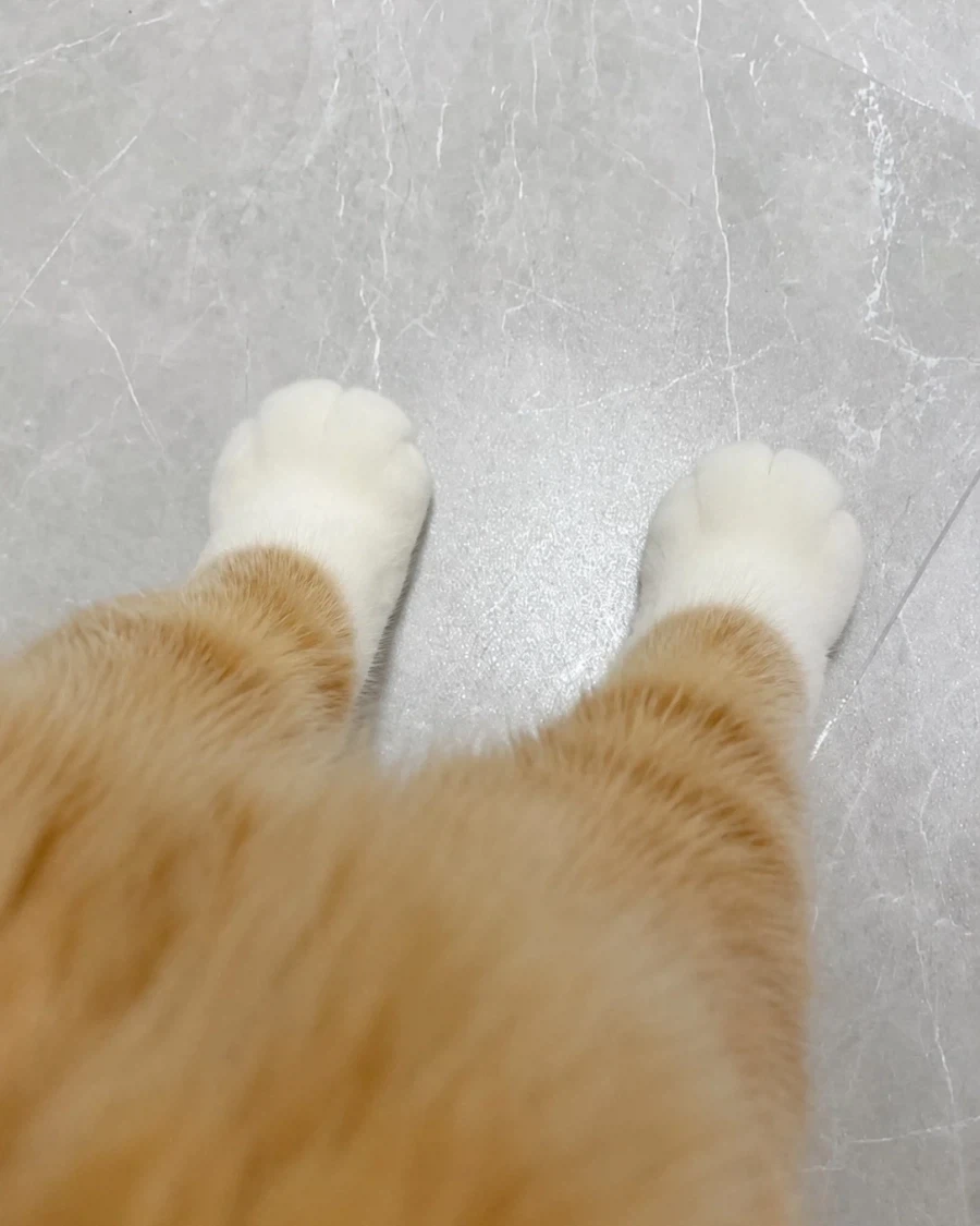 고양이 흰양말 모음..._5.webp