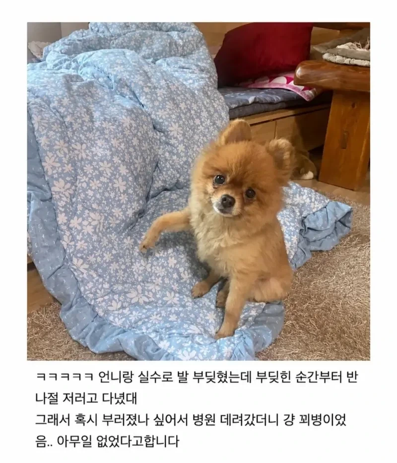 강아지랑 발 부딪혔는데._1.webp