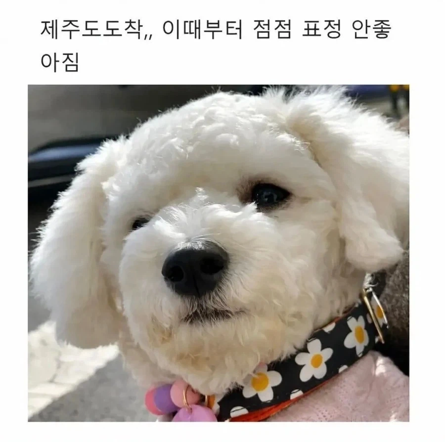 제주도 여행간 댕댕이.jpg_2.webp