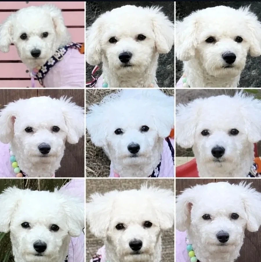 제주도 여행간 댕댕이.jpg_3.webp