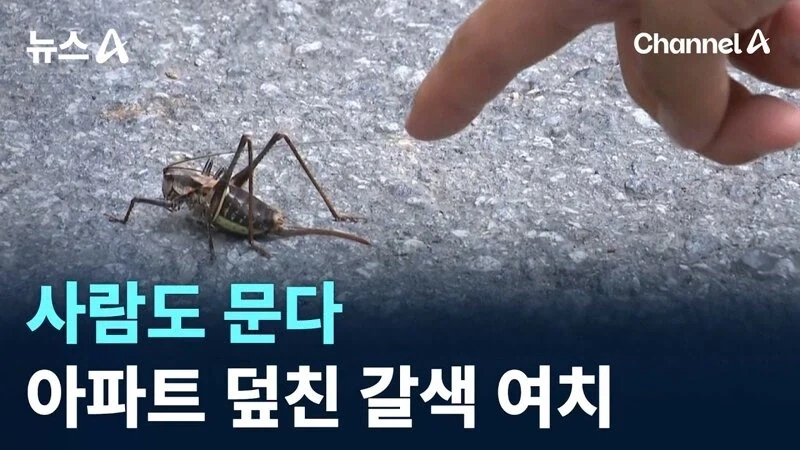 한반도 여름 업데이트 소식을 전해드립니다._1.webp