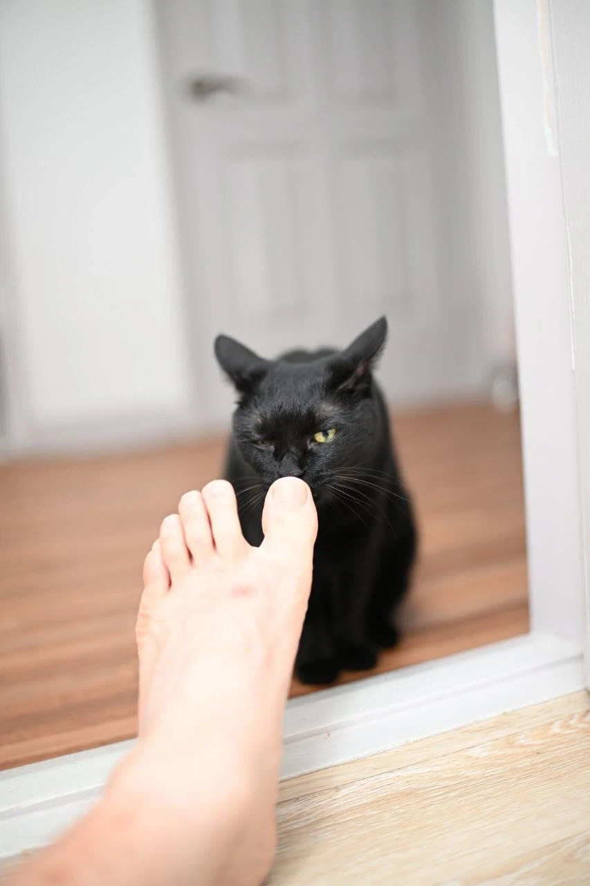 더위에 지친 인기없는 검은 고양이_8.webp