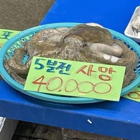5분전 사망한 문어가 4만원!!_1.webp