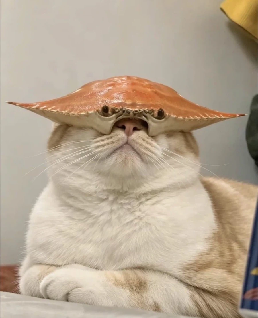 게냥이_1.webp